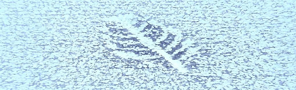 Frostblume Slider 2025 Kopie.jpg