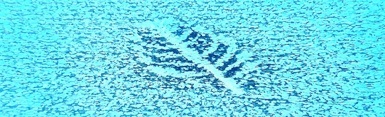 Frostblume Slider 2025.jpg